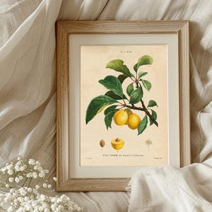 Framed botanical print of yellow plums on a branch with green leaves. Surrounded by soft beige fabric and small white flowers, creating a rustic, cozy feel.