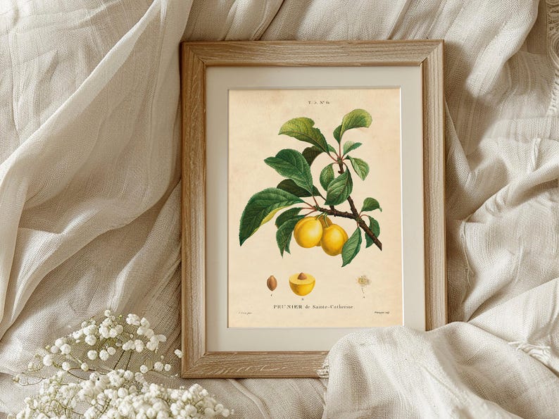 Framed botanical print of yellow plums on a branch with green leaves. Surrounded by soft beige fabric and small white flowers, creating a rustic, cozy feel.