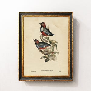 Pitta Vintage Print, Bird Vintage Print, Antique Poster, Bird Lover Gift / P407