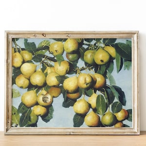 Pears Painting, Pears Still Life, Vintage Fruit Still Life, Kitchen Decor, Vintage Print, Wall Art / P613