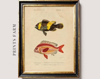 Antique Fish Print, Coastal Wall Art, Beach House Decor / P209