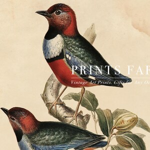 A vintage illustration of two colorful birds perched on a branch with green leaves and seed pods, set against a beige background. The artwork has a classic, detailed style and is used as a cover for Prints Farm, which specializes in vintage art prints and gifts. The text "PRINTS FARM" and "Vintage Art Prints, Gifts for Any Occasion" is overlaid on the image.