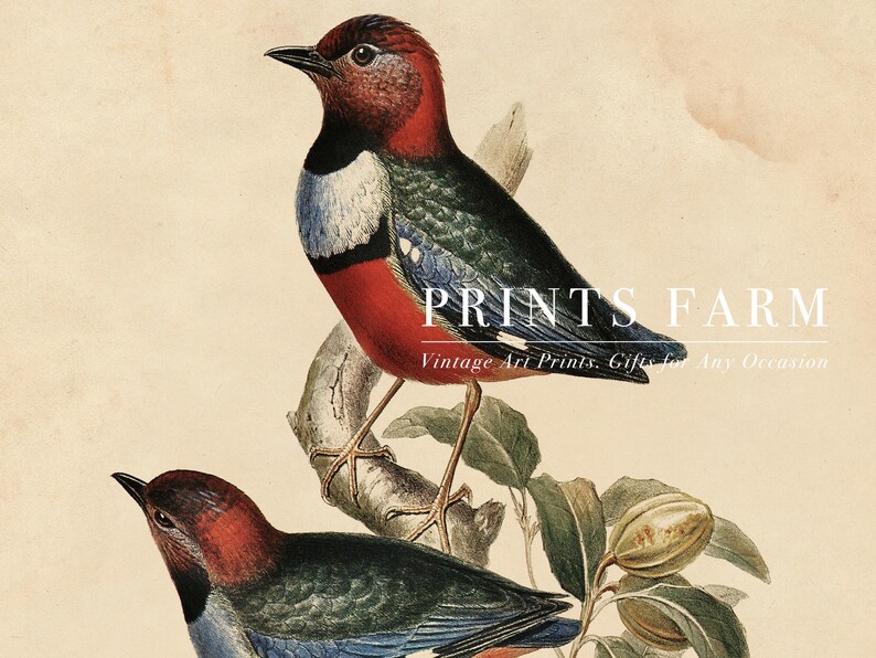 A vintage illustration of two colorful birds perched on a branch with green leaves and seed pods, set against a beige background. The artwork has a classic, detailed style and is used as a cover for Prints Farm, which specializes in vintage art prints and gifts. The text "PRINTS FARM" and "Vintage Art Prints, Gifts for Any Occasion" is overlaid on the image.