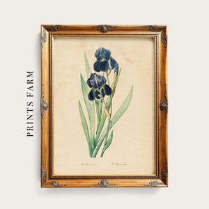 German Iris Print, Vintage Flower Illustration / P302