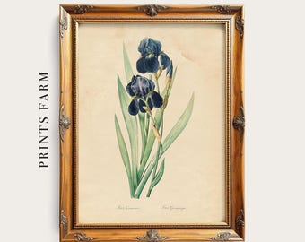 German Iris Print, Vintage Flower Illustration / P302