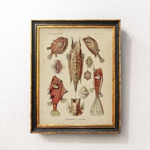 Fish Antique Print, Fish Print, Nautical Decor, Marine Wall Decor, Wall Art / P352