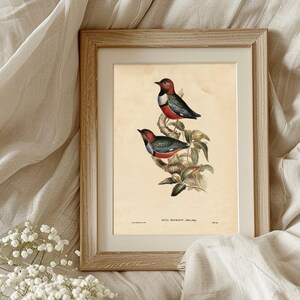 A framed vintage illustration of two colorful birds perched on a branch with green leaves, set against a light beige background. The birds have red, black, white, and blue plumage. The frame is wooden, and the illustration is resting on soft, cream-colored fabric with a small cluster of white baby's breath flowers nearby.