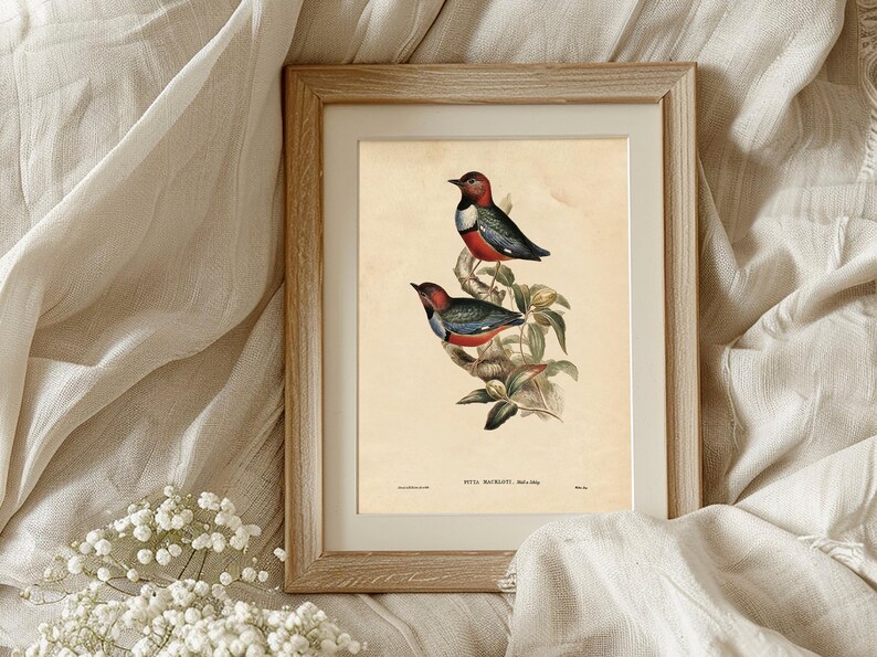 A framed vintage illustration of two colorful birds perched on a branch with green leaves, set against a light beige background. The birds have red, black, white, and blue plumage. The frame is wooden, and the illustration is resting on soft, cream-colored fabric with a small cluster of white baby's breath flowers nearby.
