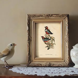 A realistic decorative bird figurine with tan and white feathers, black eyes, and an orange beak stands on a wooden surface covered with a white lace doily, facing a framed vintage botanical illustration of two colorful birds perched on a branch with green leaves. To the right of the frame, there is a white porcelain jar with a lid, adorned with delicate gold and gray floral patterns. The background is a plain, light-colored wall.