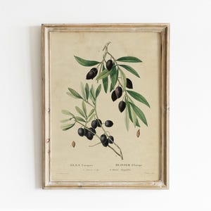 Olive Vintage Print, Olive Painting, Kitchen Art, Botanical Poster, Mailed Print / P210