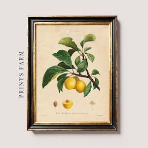 Framed vintage botanical illustration of yellow plums on a branch with green leaves. The text reads "Prunier de Sainte-Catherine." Elegant and classic.