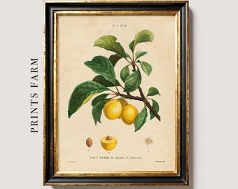 Yellow Plum Print, Vintage Fruit Art, Botanical Decor / P349