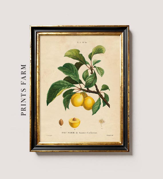Yellow Plum Print, Vintage Fruit Art, Botanical Decor / P349