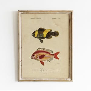 Fishes Vintage Print, Antique Fishes Print, Fishing Poster, Nautical Decor, Fisherman Gift, Fish Wall Art / P209
