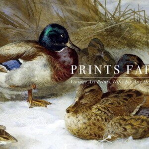 Ducks rest on snowy ground with brown reeds in the background. Text overlay reads "Prints Farm: Vintage Art Prints, Gifts for Any Occasion."