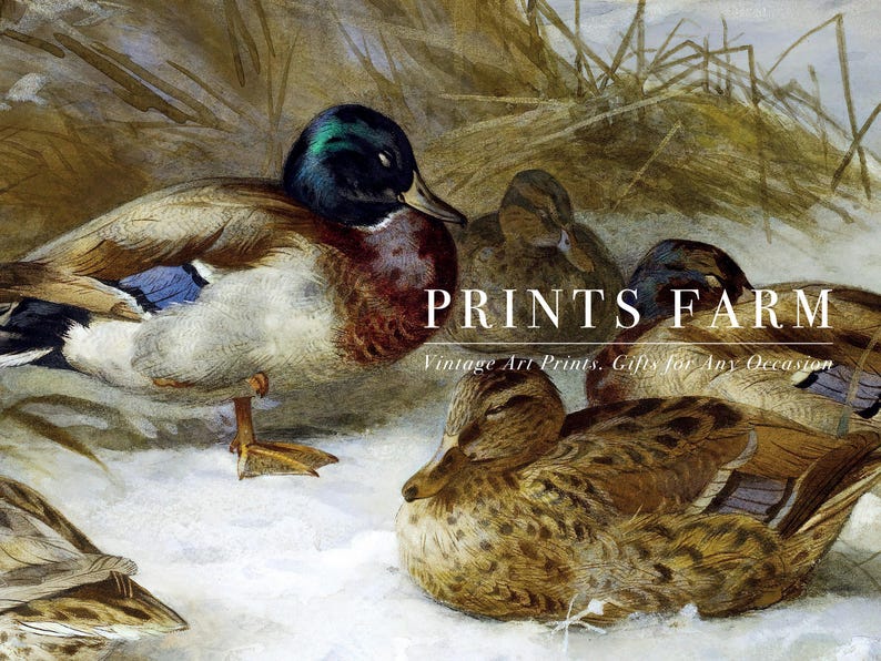 Ducks rest on snowy ground with brown reeds in the background. Text overlay reads "Prints Farm: Vintage Art Prints, Gifts for Any Occasion."