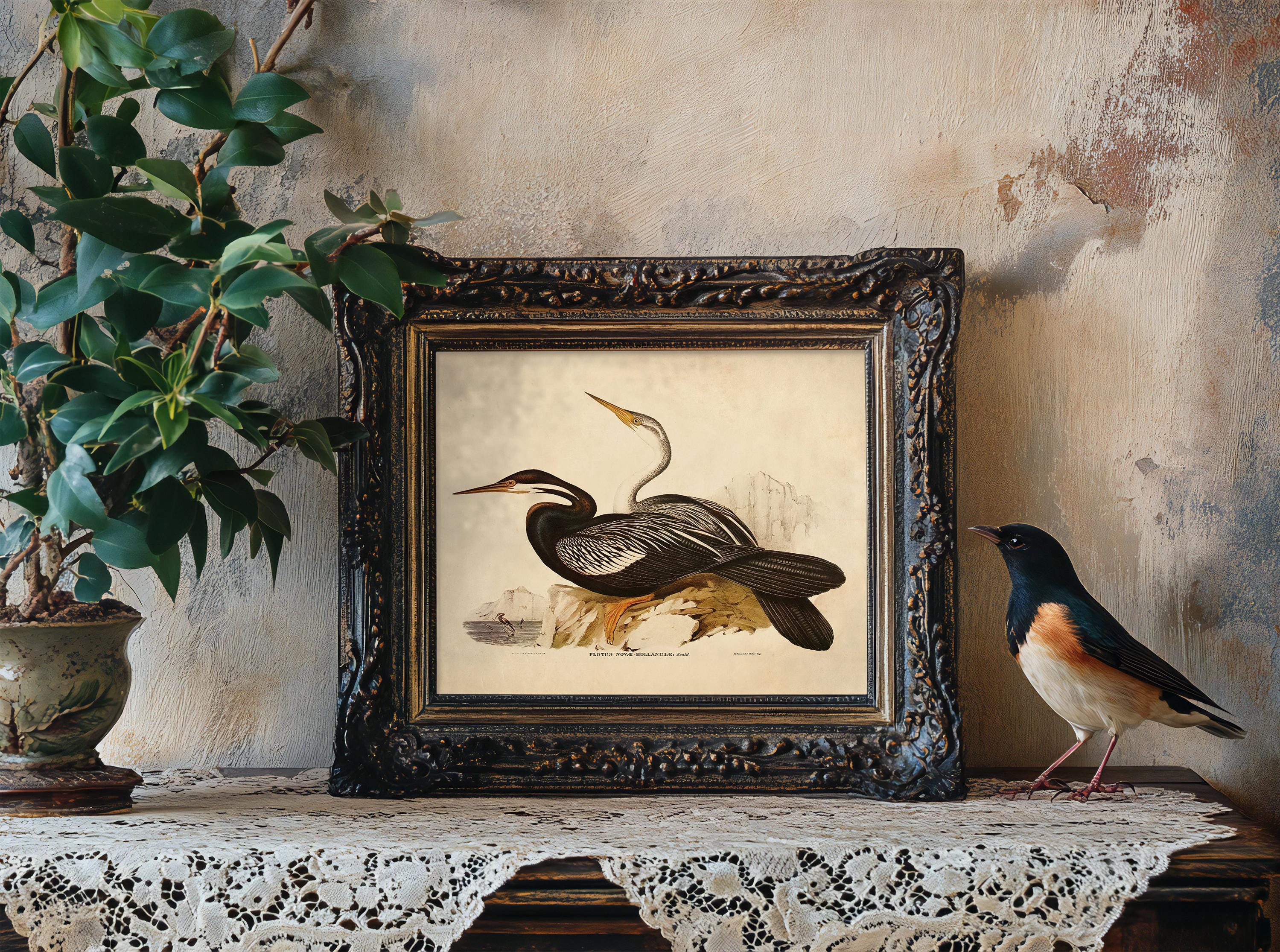 Vintage Sea Bird Print, Audubon Wall Art, Beach House Decor / P370 - Etsy