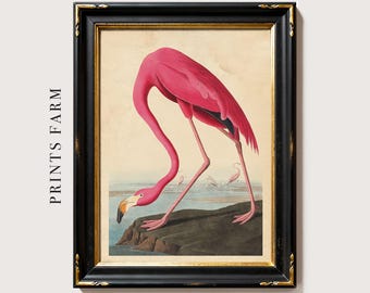 Pink Flamingo Print, Vintage Bird Illustration / P278