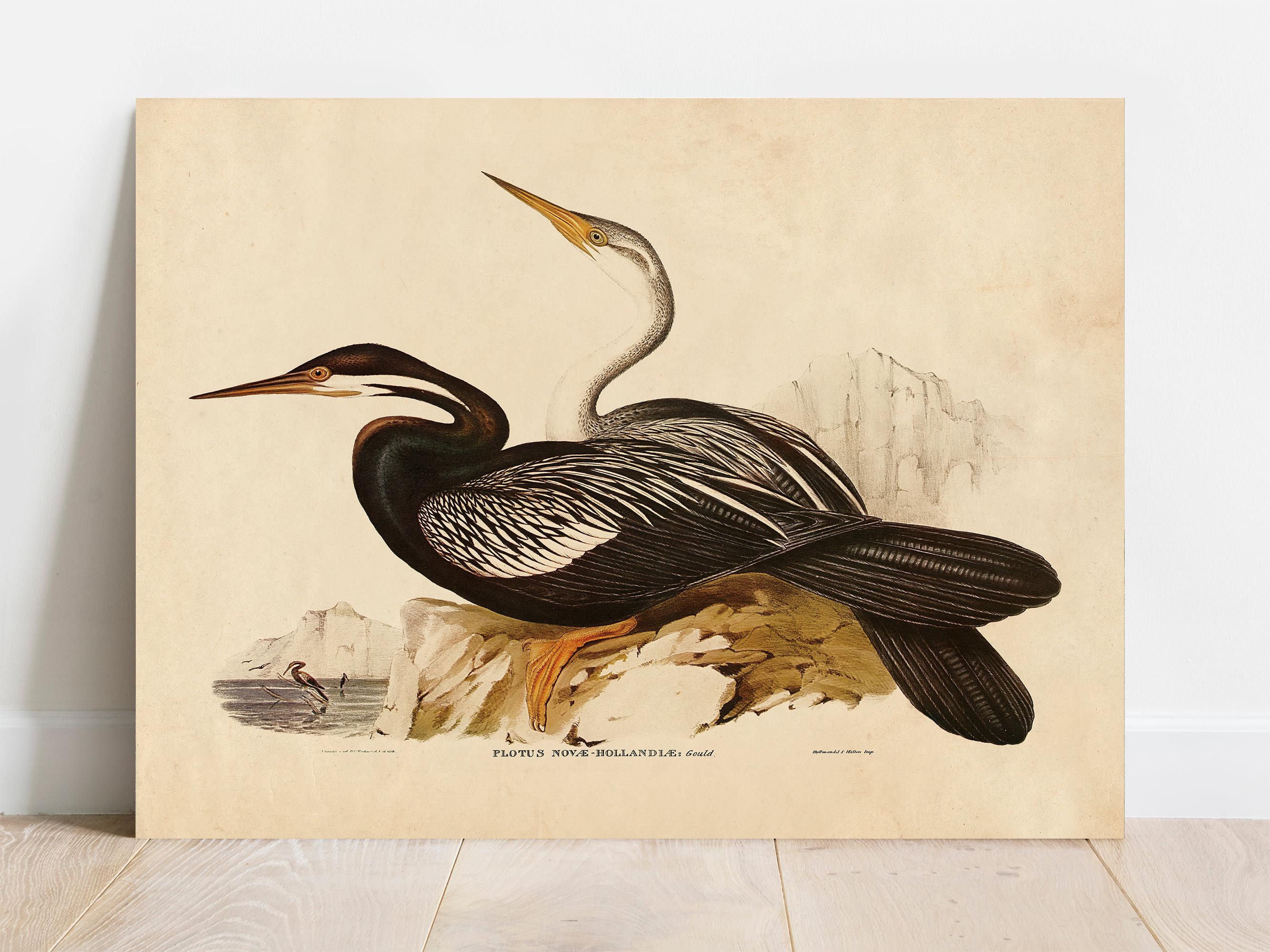Vintage Sea Bird Print, Audubon Wall Art, Beach House Decor / P370 - Etsy