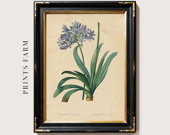 Lámina artística de lirio del Nilo, póster botánico / P207
