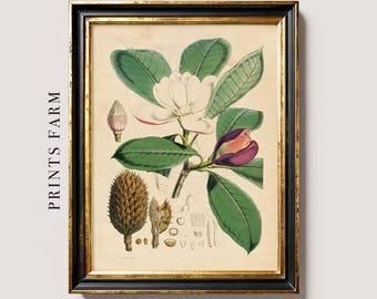 Antique Magnolia Print, Vintage Botanical Art / P205