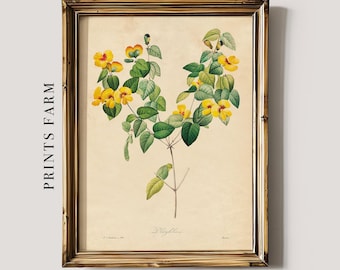 Impresión de flores vintage, ilustración botánica de guisante plano / P392
