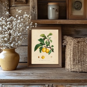 Framed botanical illustration of a plum branch with green leaves and ripe yellow plums. The style is vintage with elegant detail. The words "Prunier de Sainte-Catherine" are below.