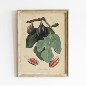 Fig Vintage Print, Fig Illustration, Kitchen Decor, Fruits Print, Vintage Poster, Wall Art / P279