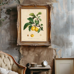 Framed botanical illustration of a plum branch with green leaves and ripe yellow plums. The style is vintage with elegant detail. The words "Prunier de Sainte-Catherine" are below.