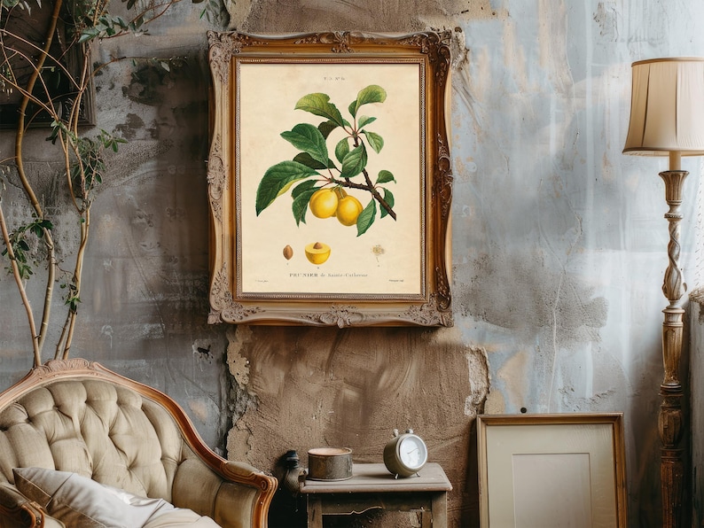 Framed botanical illustration of a plum branch with green leaves and ripe yellow plums. The style is vintage with elegant detail. The words "Prunier de Sainte-Catherine" are below.