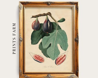 Fig Illustration Print, Botanical Wall Art, Kitchen Decor / P279