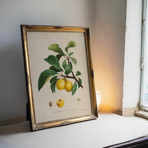 A vintage botanical illustration of yellow plums in an ornate frame on a lace-covered table. Nearby is a small bird figurine, a lace lampshade, and a vase with white flowers, set against a weathered teal wall, evokes a nostalgic, rustic ambiance.
