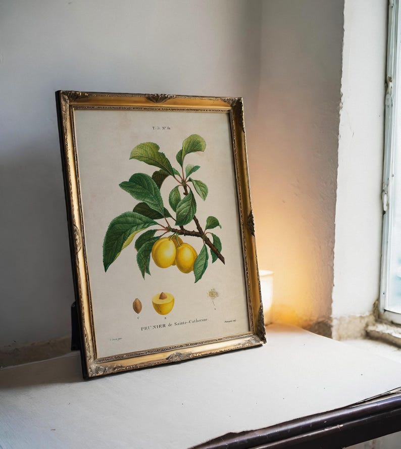 A vintage botanical illustration of yellow plums in an ornate frame on a lace-covered table. Nearby is a small bird figurine, a lace lampshade, and a vase with white flowers, set against a weathered teal wall, evokes a nostalgic, rustic ambiance.