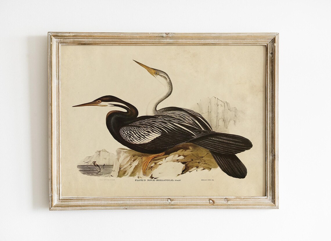 Vintage Sea Bird Print, Beach House Nature Art / P370 - Etsy
