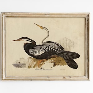 Impresión de aves marinas, póster de aves marinas, decoración de casa de playa, arte natural, impresión vintage / P370