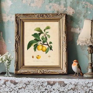 A vintage botanical illustration of yellow plums in an ornate frame on a lace-covered table. Nearby is a small bird figurine, a lace lampshade, and a vase with white flowers, set against a weathered teal wall, evokes a nostalgic, rustic ambiance.