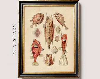 Antique Fish Print, Vintage Coastal Wall Art, Beach House Decor / P352