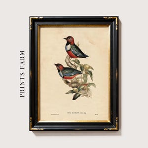 A framed vintage illustration of two colorful birds perched on a leafy branch, with one bird sitting on a higher branch and the other on a lower branch. The background is a plain, light beige color, and the frame is black with gold accents. The illustration appears to be a botanical print with detailed, realistic depictions of the birds and foliage.