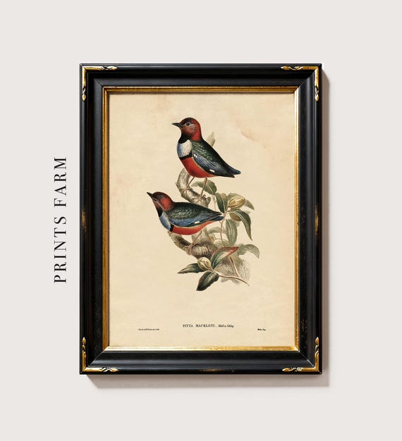 Pitta Bird Print, Natural History Art / P407