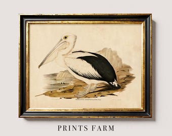 Australian Pelican Print, Coastal Bird Poster, Beach House Decor / P383