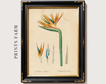 Paradise Flower Art Print, Floral Illustration, Botanical Decor / P301