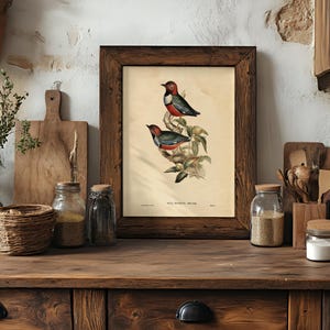 A vintage illustration of two colorful birds perched on a branch with green leaves, framed in dark wood and positioned on a rustic wooden surface surrounded by glass jars, wooden cutting boards, a wicker basket, and potted plants, all set against a textured, white plaster wall.