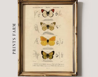 Vintage Butterfly Print, Insect Wall Art / P206