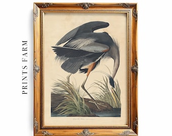 Vintage Blue Heron Print, Bird Illustration, Coastal Wall Art / P204