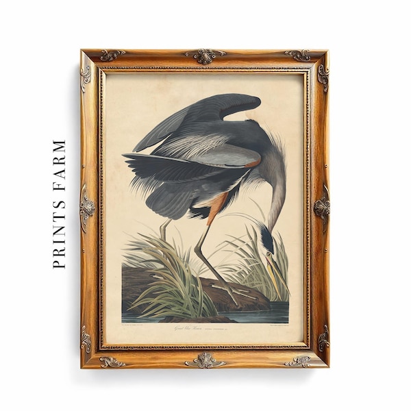 Vintage Blue Heron Print, Bird Illustration, Coastal Wall Art / P204