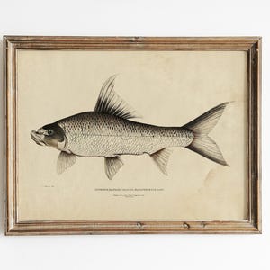 Carp Fish Print, Antique Fish Print, Nautical Sea Life, Fisherman Gift, Kitchen Decor, Vintage Art / P369