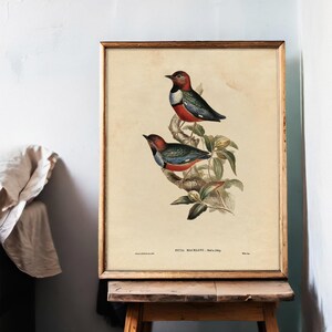 A vintage botanical illustration of two colorful birds perched on a branch with green leaves, framed in a light wooden frame. The background of the illustration is a plain, cream-colored, aged paper. The artwork is displayed on a rustic wooden easel against a plain white wall with some visible cracks. To the left, part of a crumpled white fabric or curtain is visible.
