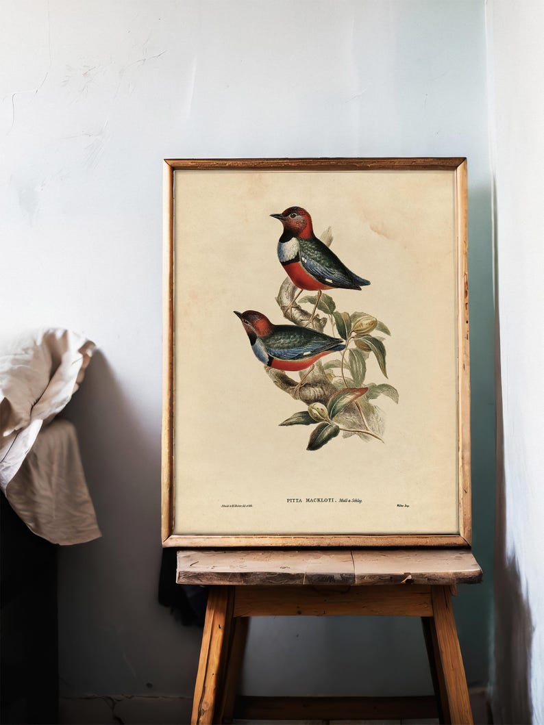 A vintage botanical illustration of two colorful birds perched on a branch with green leaves, framed in a light wooden frame. The background of the illustration is a plain, cream-colored, aged paper. The artwork is displayed on a rustic wooden easel against a plain white wall with some visible cracks. To the left, part of a crumpled white fabric or curtain is visible.