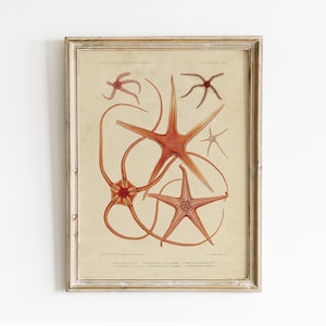 Starfish Print, Starfish Poster, Nautical Decor, Wall Decor, Mailed Print / P386