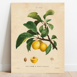 Botanical illustration of a plum branch with green leaves and yellow fruits labeled "Prunier de Sainte-Catherine." Vintage, naturalistic style.